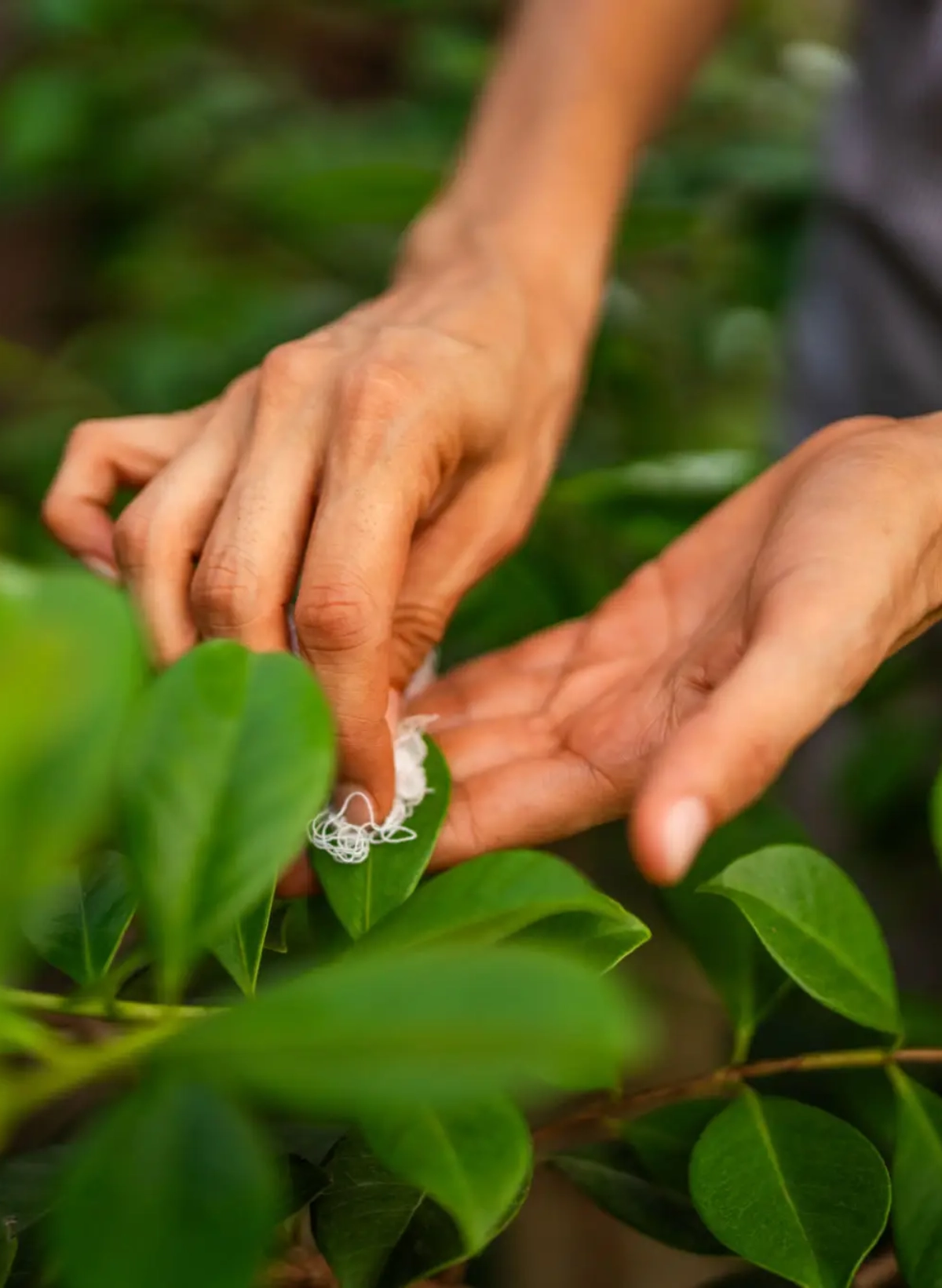 Person examining foliage in garden