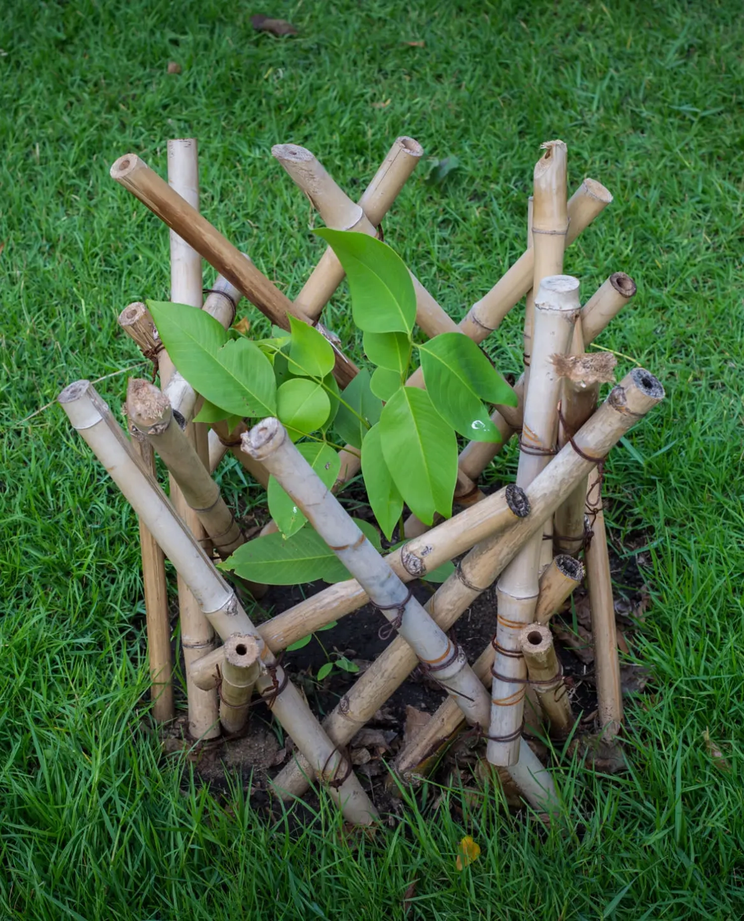 Young plant surrounded by bamboo sticks