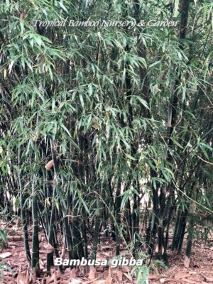 Bambusa gibbosa plants in nursery