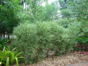 Lush bamboo plants in a garden