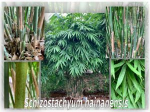 Close-up of bamboo stalks and leaves