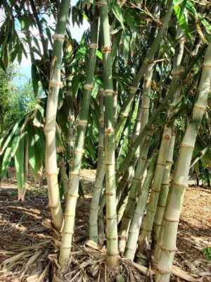 Bamboo stalks in a natural setting