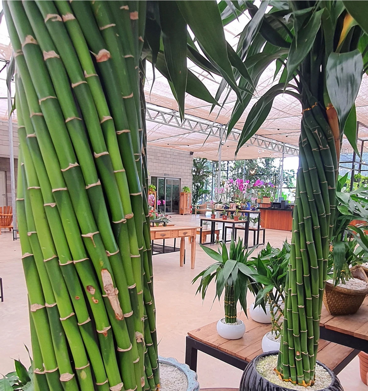 Bamboo plants in a greenhouse