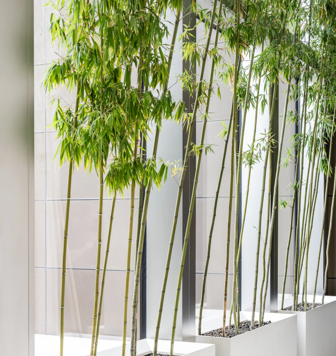 Vertical bamboo in minimalist setting