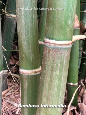 Close-up of green bamboo stalks