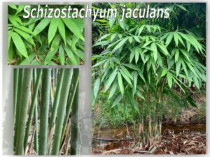 Close-up of bamboo stems