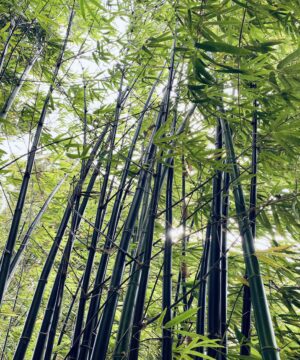 Tall green bamboo stalks viewed from below