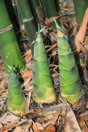 Green bamboo shoots with leafy background