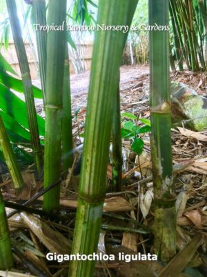Close-up of Gigantochloa bamboo stems.