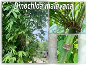 Dinochloa malayana bamboo plant