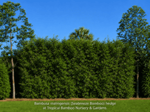 Bambusa malingensis (Seabreeze Bamboo) hedge