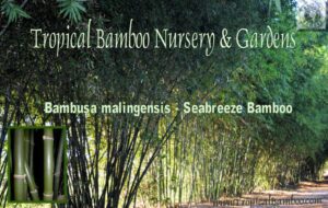 Seabreeze bamboo in tropical garden