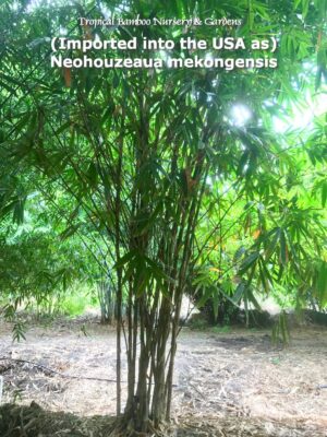 Bamboo grove with dense foliage