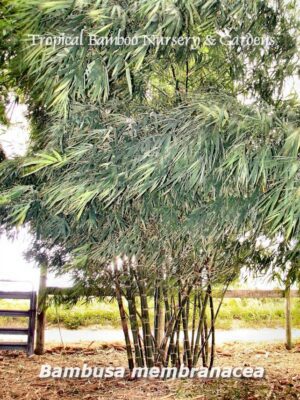 Bamboo plant with dense green foliage