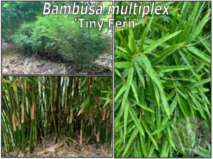 Tiny Fern bamboo garden view
