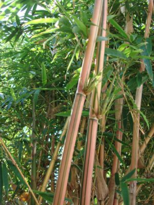 Close-up of bamboo grove vegetation