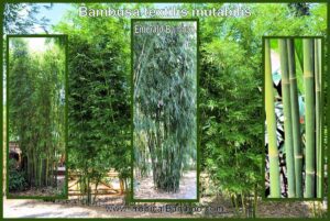 Dense bamboo grove outdoors