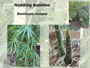 Close-up of bamboo leaves