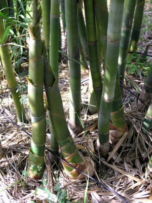 Green bamboo stalks and leafy ground