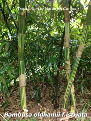 Striped bamboo stalks in a garden