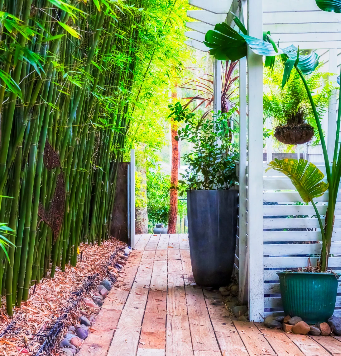Lush garden walkway with bamboo