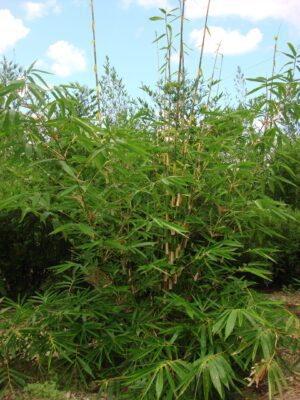 Tall bamboo plants with lush leaves
