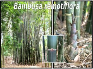 Tall bamboo with stem detail