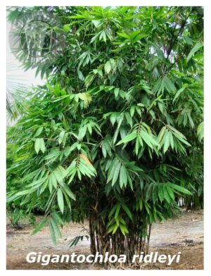 Bamboo plant with green leaves