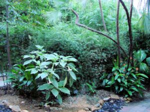 Dense greenery in outdoor landscape
