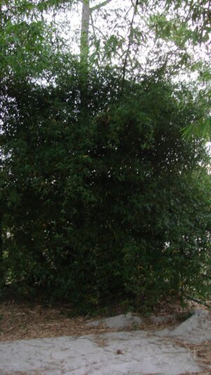 Lush greenery in outdoor setting