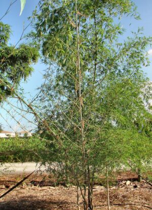 Dendrocalamus strictus - Calcutta Bamboo or Male Bamboo