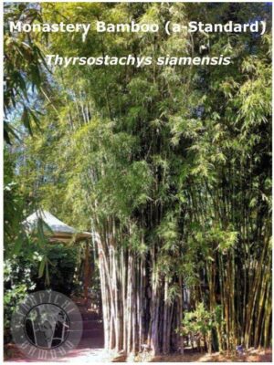 Monastery bamboo grove in garden