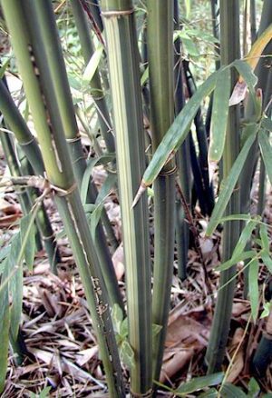 Dense bamboo stems in nature