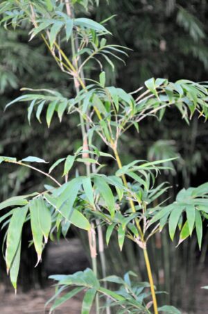 Close-up of bamboo stalks