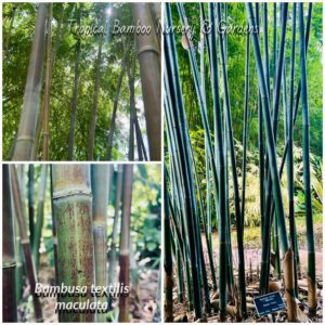 Close-up of bamboo stalks