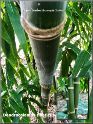 Close-up of bamboo stalk and leaves