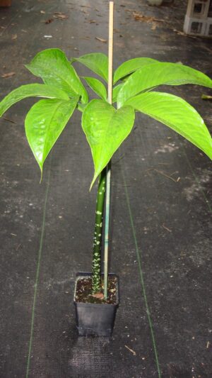 Tall leafy plant in a small pot