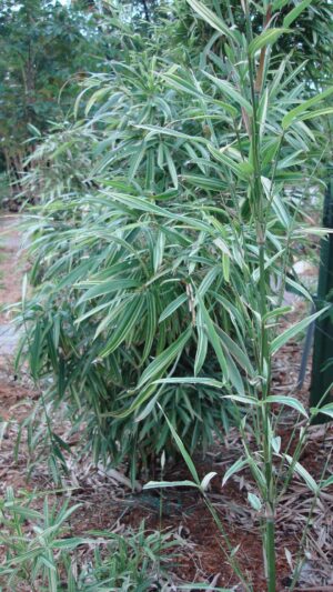 Tall bamboo with thin leaves