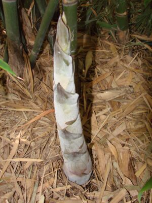 Fresh bamboo sprout with leaves