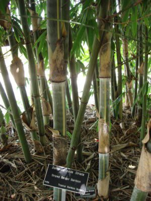 Bambusa tulda Striata- Striped Bengal Bamboo