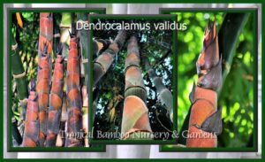 Close-up of Dendrocalamus validus bamboo