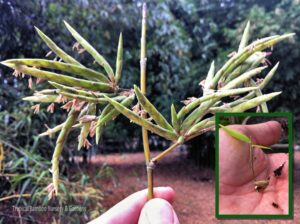 Hand holding bamboo sprout and seeds