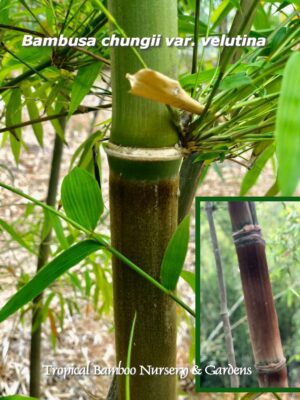 Bambusa chungii in tropical garden