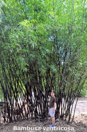 Lush bamboo plants in sunlight