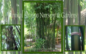 Bamboo garden with lush greenery