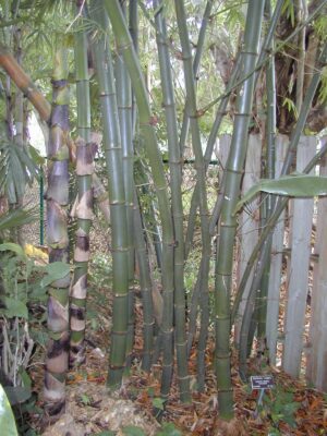 Tall bamboo stalks in a garden