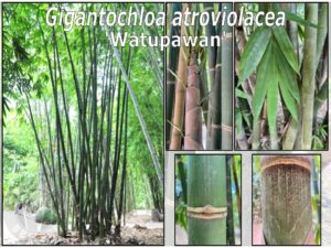 Bamboo plant with detailed stem textures