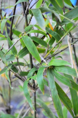 Close-up of bamboo foliage