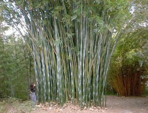 Giant bamboo grove with person nearby