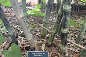 Dendrocalamus longispathus (Dendrocalamus sp. Bangladesh)